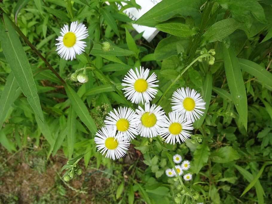summer, flower, white, flowering plant, freshness, beauty in nature HD wallpaper