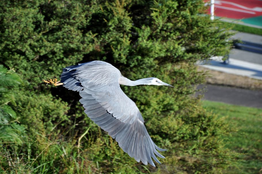heron, white faced, inflight, animal themes, animal wildlife HD wallpaper