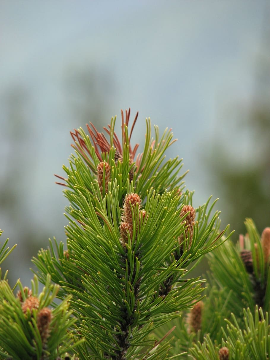 pine, tree, cones, joy, growth, plant, green color, focus on foreground HD wallpaper