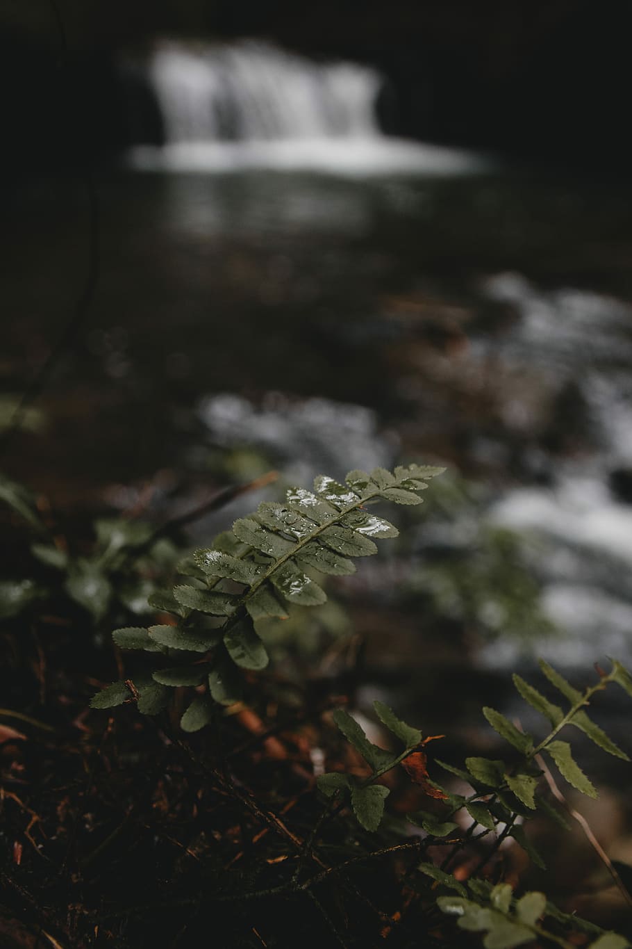 green leaf in shallow focus photography, closeup photography of green fern plant HD wallpaper