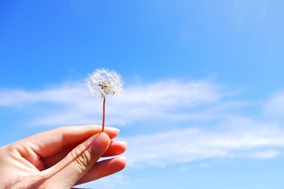 person holding white dandelion flower, hand, blue sky, nature