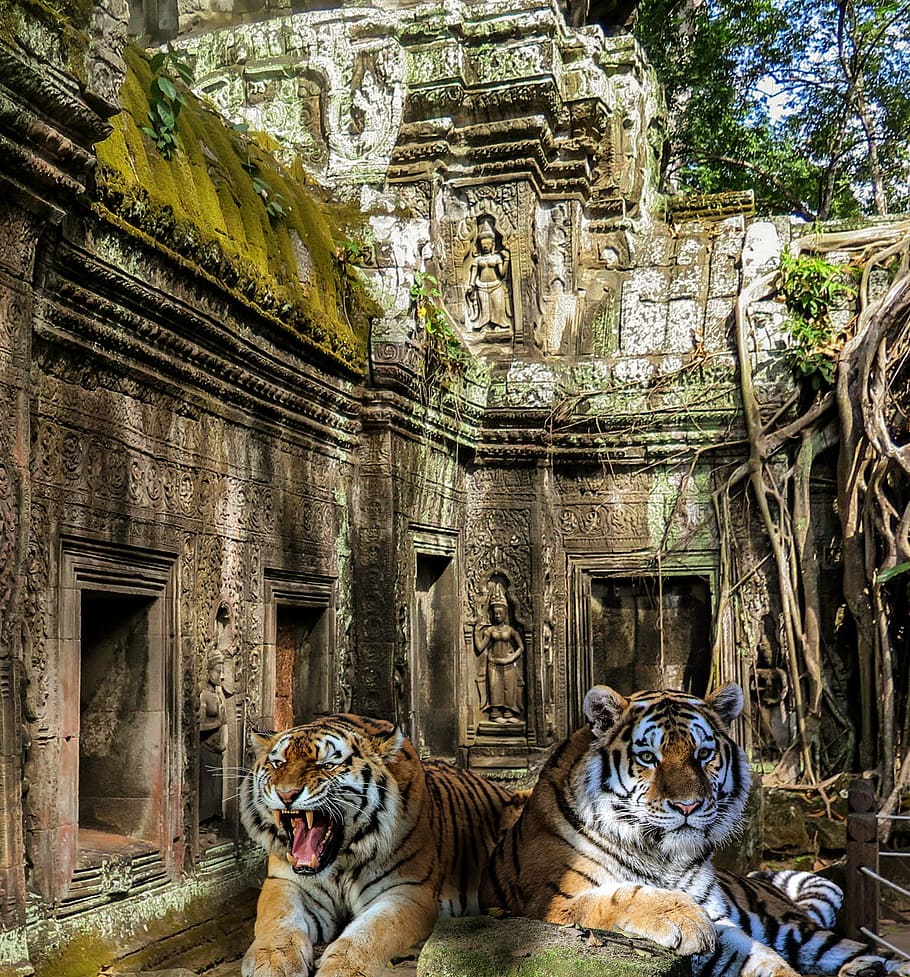 tiger, temple, jungle, wild, dangerous, cambodia, root, temple complex HD wallpaper