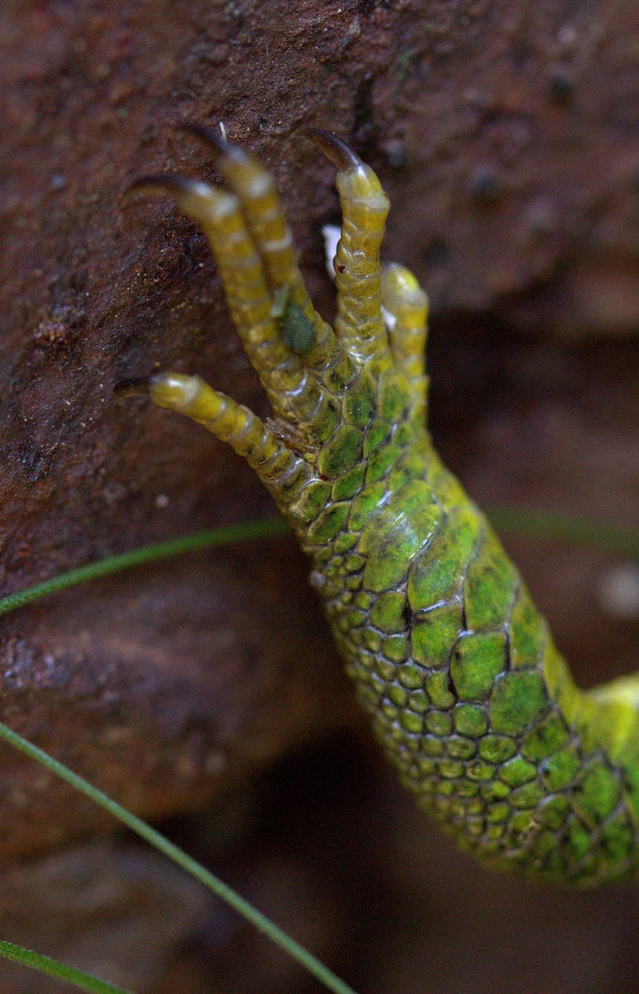 leg, the lizard, guster, green, reptile, animal themes, one animal HD wallpaper