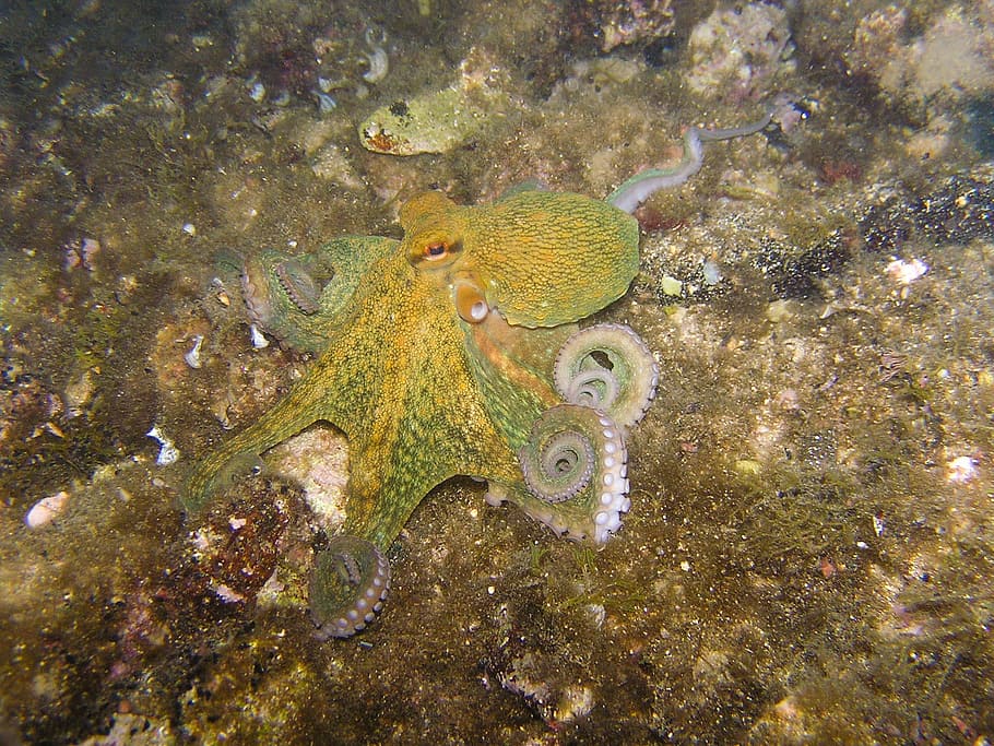 green jellyfish in water, octopus, squid, diving, underwater HD wallpaper