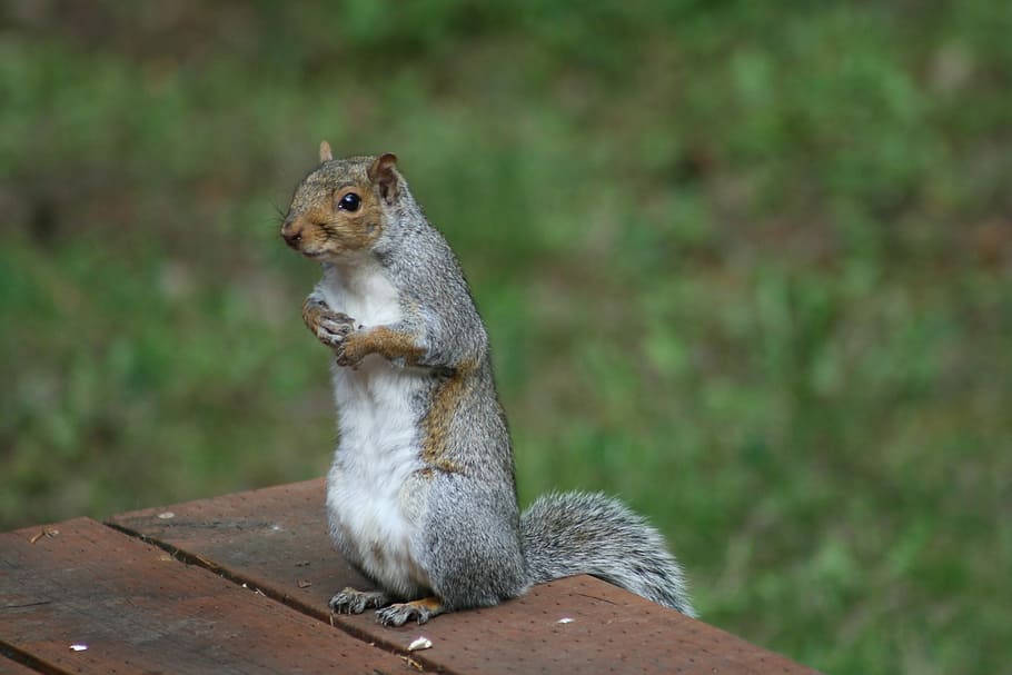 mammal, squirrel, nature, cute, rodent, wildlife, outdoors HD wallpaper