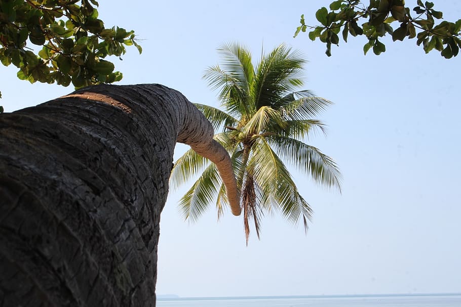 coconut trees, palm tree, plant, sky, tropical climate, nature HD wallpaper