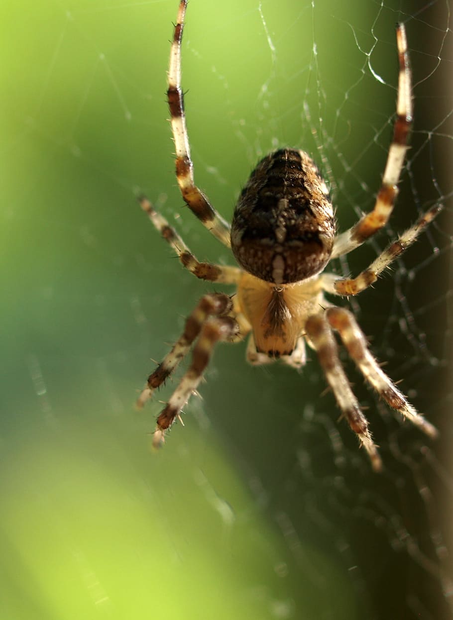 spider, insect, web, nature, arachnid, close-up, one animal HD wallpaper