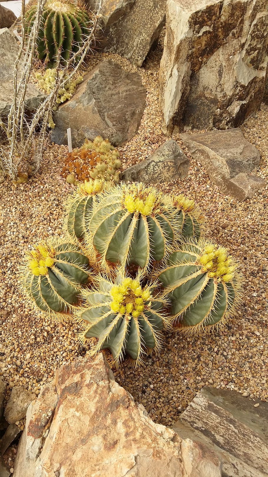 yellow, barrel, cactus, succulent plant, growth, nature, no people HD wallpaper