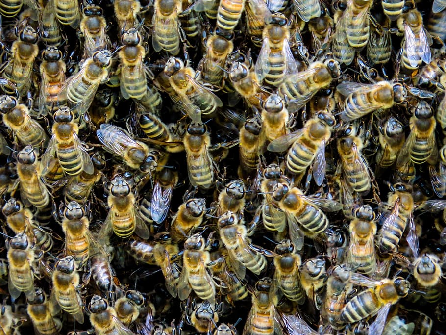 beehives photo, animal, insect, honey, wing, meeting, large group of animals HD wallpaper
