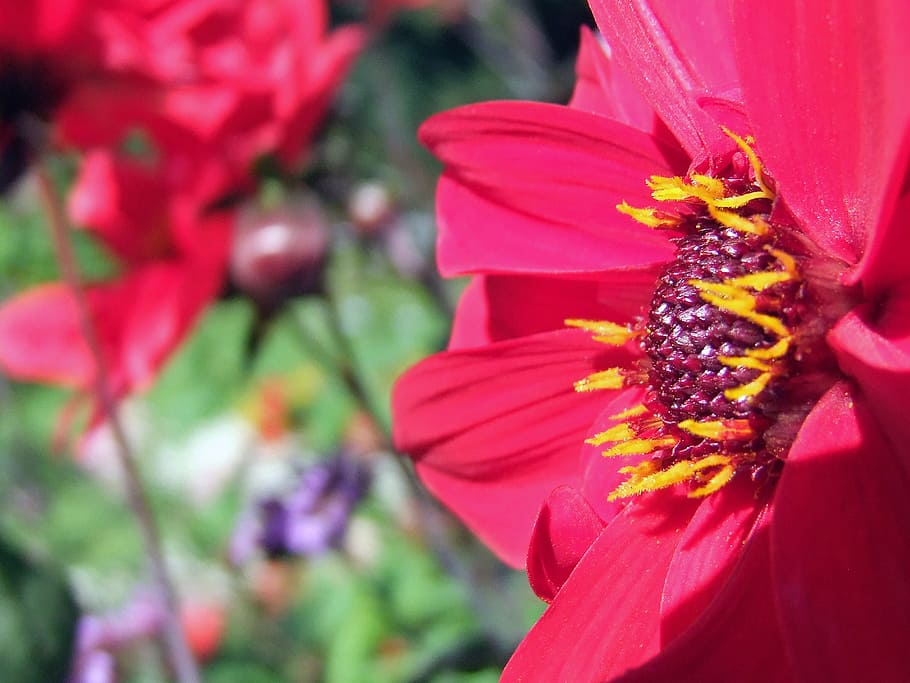 flower, red, blossom, bloom, gerbera, nature, plant, flowering plant HD wallpaper