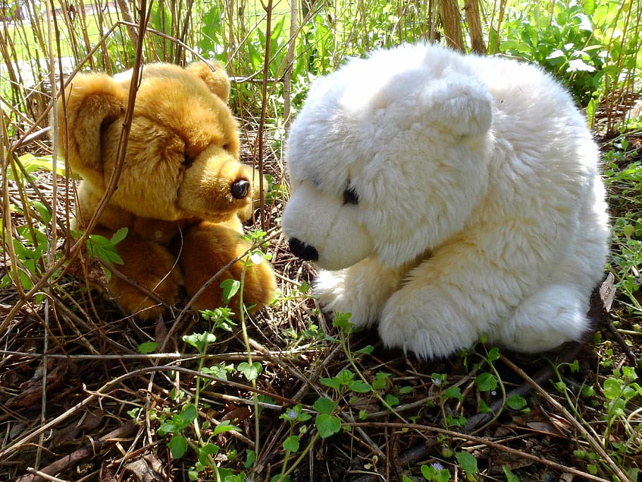 Cuddly, Stuffed Bear, cuddly bear, soft toy, snuggle, teddy bear HD wallpaper
