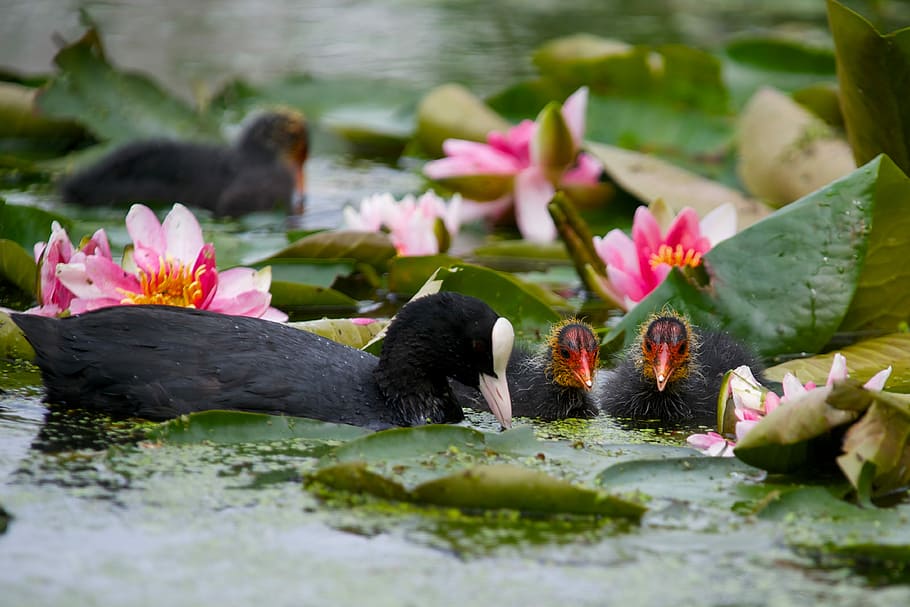 pool, flower, nature, water, leaf, moorhen, bird, life, garden HD wallpaper