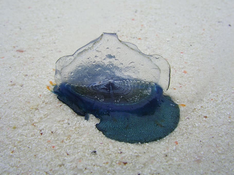 snail, zanzibar, beach, animal, sand, animal themes, animal wildlife HD wallpaper