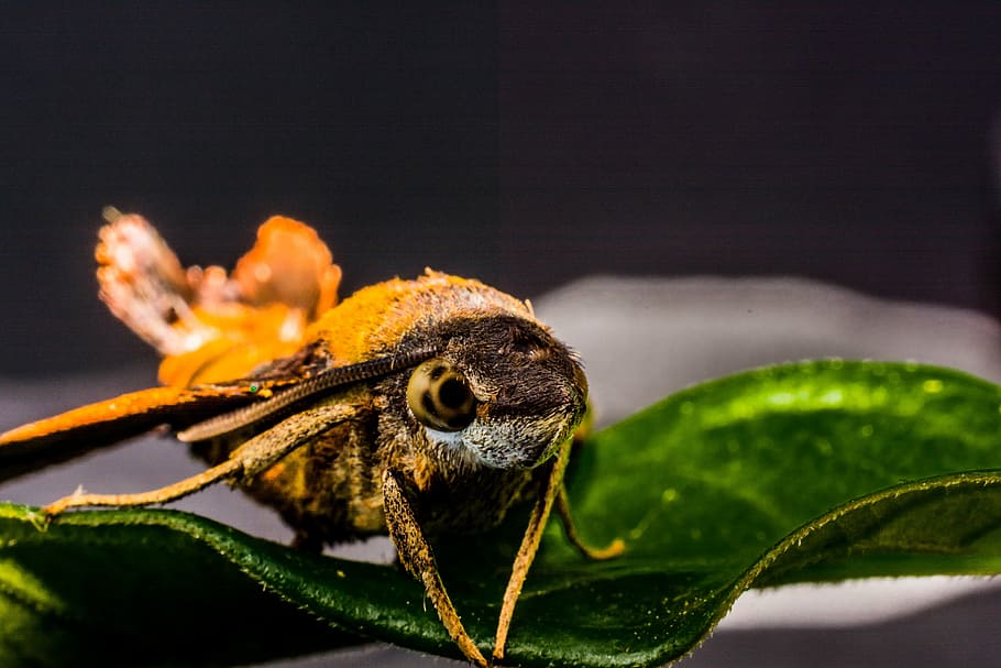 moth, butterfly, insect, close, animal themes, one animal, animal wildlife HD wallpaper