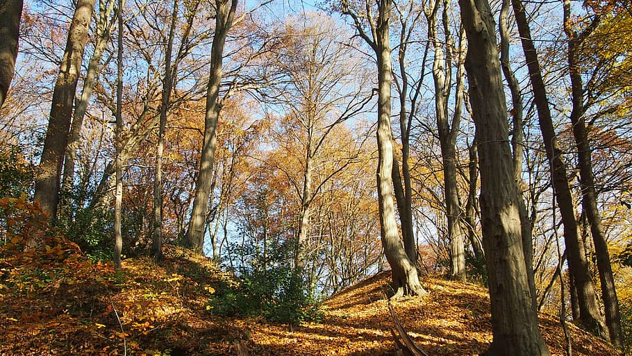 forest, autumn, shadow, trees, fall foliage, autumn forest HD wallpaper