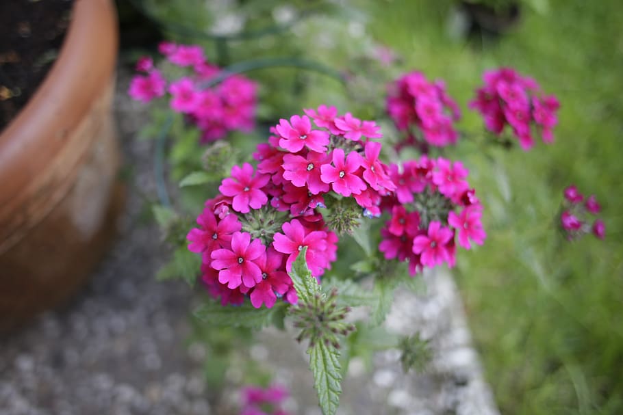 verbena, flower, plant, flowering plant, pink color, freshness, HD wallpaper