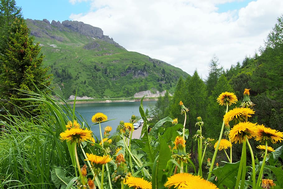 italy, pass, nature, plant, beauty in nature, flower, growth HD wallpaper