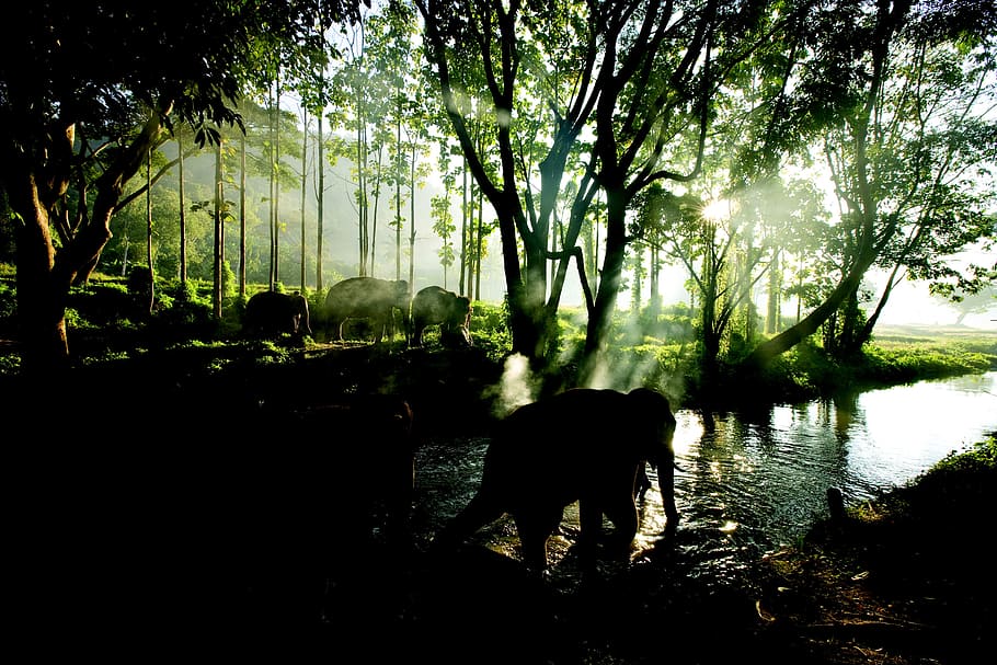 elephant in body of water beside trees, mist, wild, nature HD wallpaper