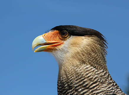 closeup photography of black and white bird, caracara, eagle observatory HD wallpaper