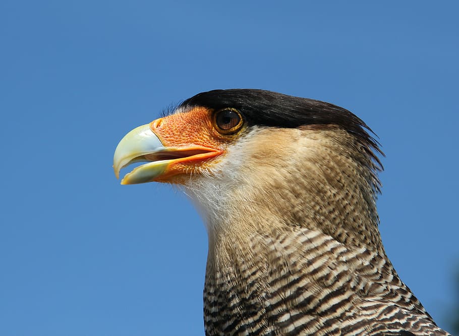 closeup photography of black and white bird, caracara, eagle observatory HD wallpaper