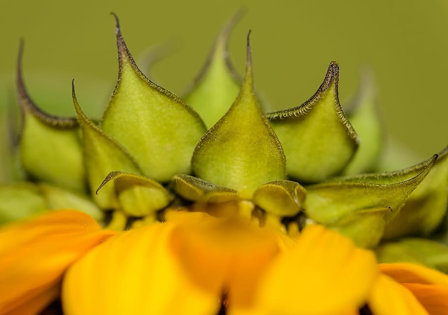 sunflower, close-up, macro, yellow, plant, seed, summer, field HD wallpaper