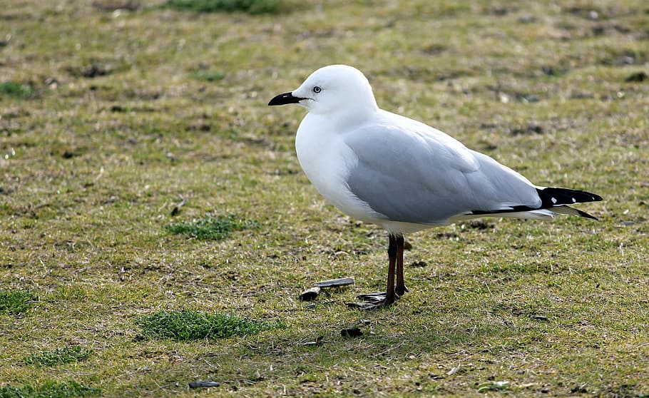 seagull, bill, close, water bird, wait, animal themes, animal wildlife HD wallpaper