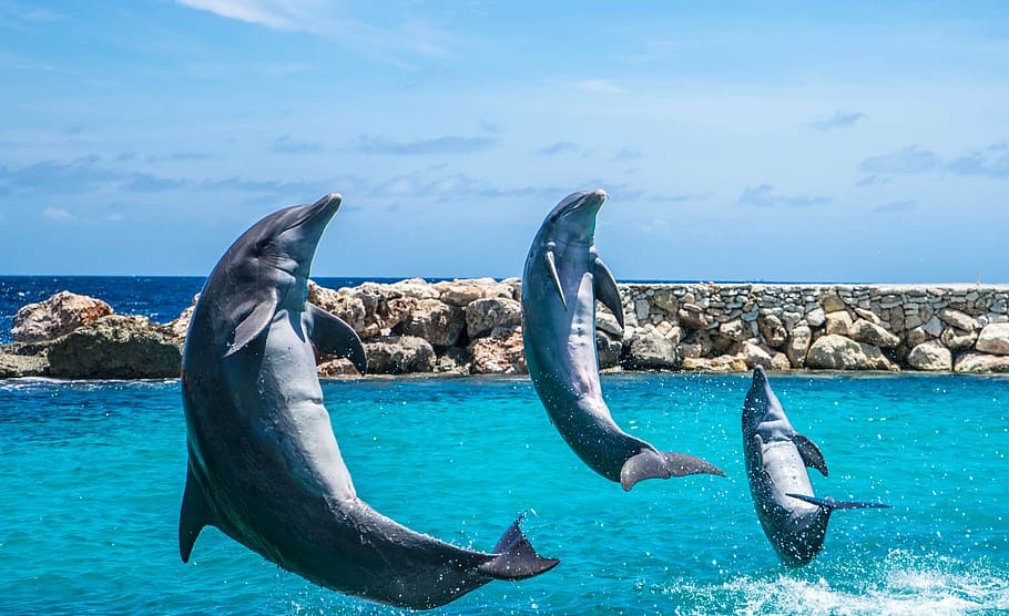 three gray dolphins flying above sea at daytime, aquarium, jumping HD wallpaper