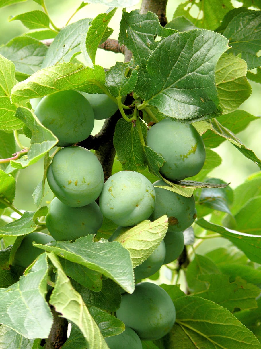 plums, reine claude, fruit, green, spring, tree, unripe plums HD wallpaper