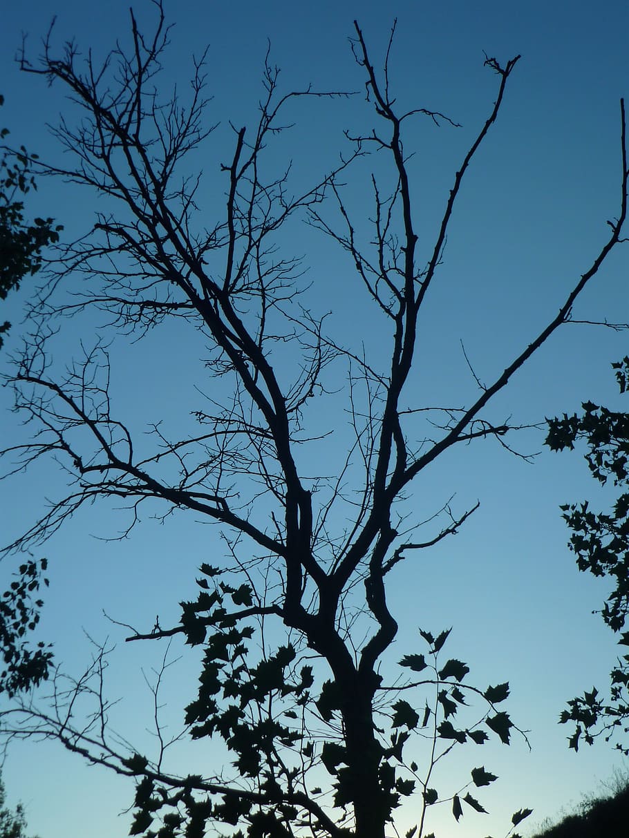 tree, shadow, backlight, branches, dry, leaves, garden, sky HD wallpaper