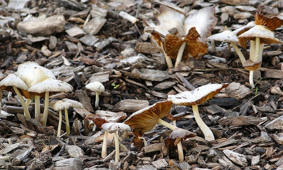 mushrooms, forest, natural, land, fungus, field, nature, plant HD wallpaper