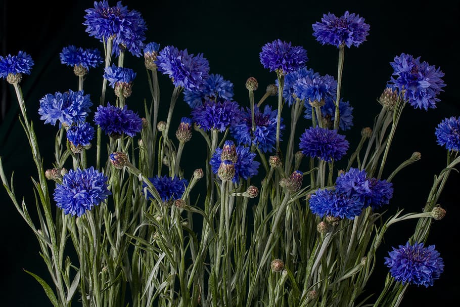 blue petaled flowers, cornflowers, macro, wild flower, nature HD wallpaper