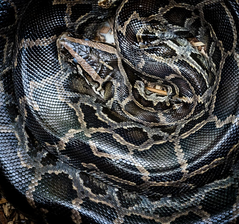 close-up photography of black and brown snake, python, wildlife HD wallpaper