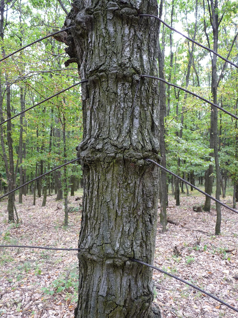 wood, wire, wound, tree, plant, forest, land, trunk, tree trunk HD wallpaper