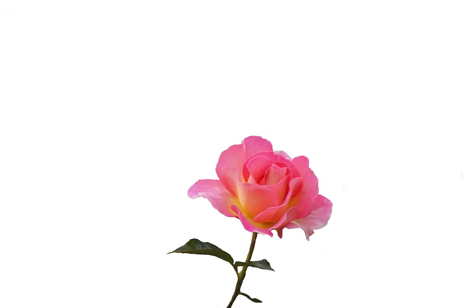 flower, nature, plant, leaf, floral, rose, color, love, bright HD wallpaper