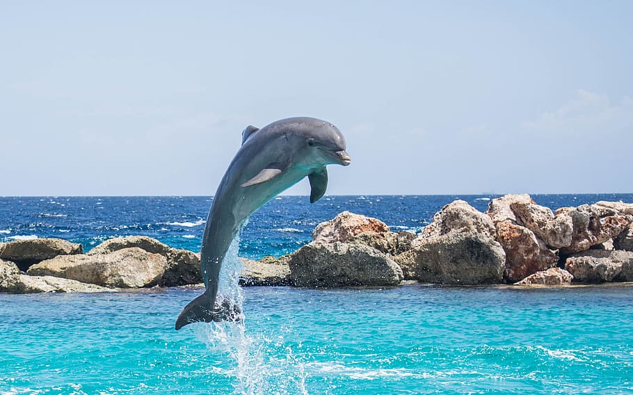 Dolphin showing some stunts under sunny sky, aquarium, jumping