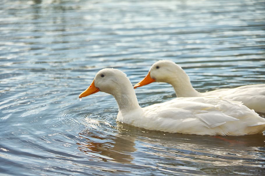 ducks, lake, couple, animal wildlife, animals in the wild, water HD wallpaper