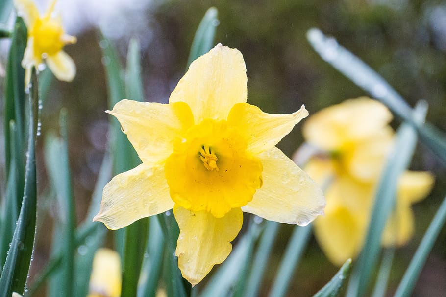 daffodil, yellow, nature, flower, flora, narcissus, spring, HD wallpaper