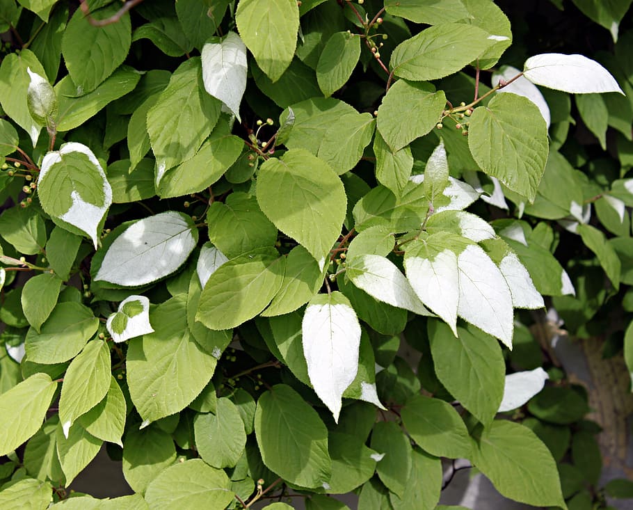 green, leaf, plant, foliage, white, nature, colorful leaf, silver HD wallpaper