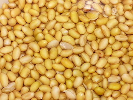 yellow bean lot, Soy, Beans, Vegetables, background, food and drink HD wallpaper