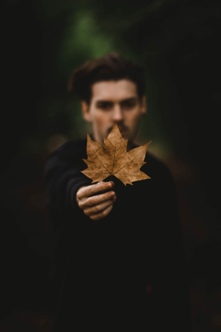 Forest, person holding dried maple leaf, man, leaves, hand, plant part HD wallpaper