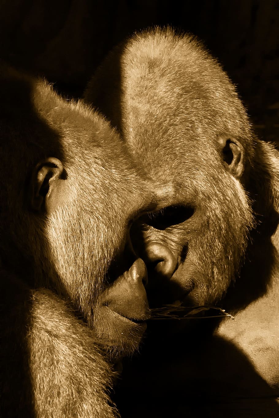 Apes, Bronx Zoo, New York City, Couple, pair, love, affection, HD wallpaper