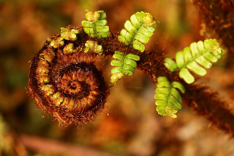 ferns, plants, nature, green, close-up, no people, green color HD wallpaper