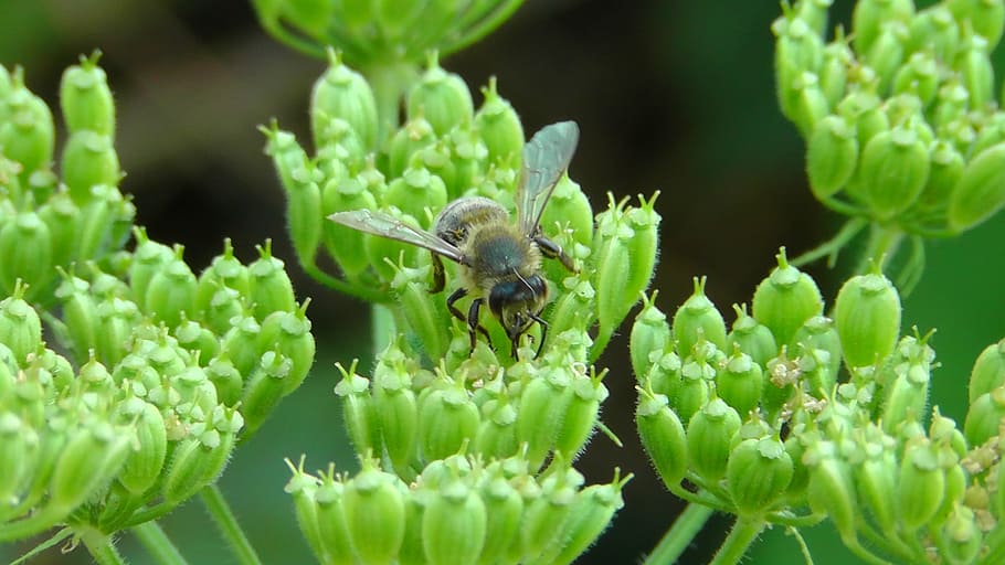 bee, worker bee, flower, nature, insect, plant, close-up, summer HD wallpaper