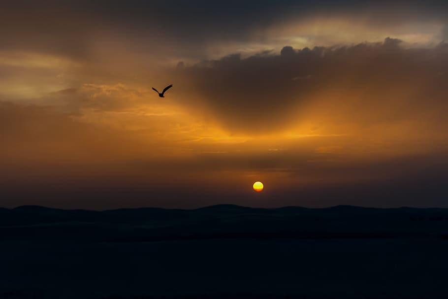 bird, sunset, twilight, evening, dom, flying, sky, silhouette HD wallpaper