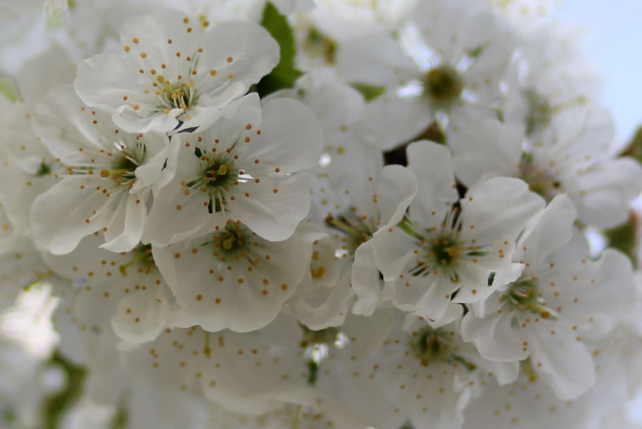 flowers, white, tree, fruit, casey, spring, flourished, flowering plant HD wallpaper