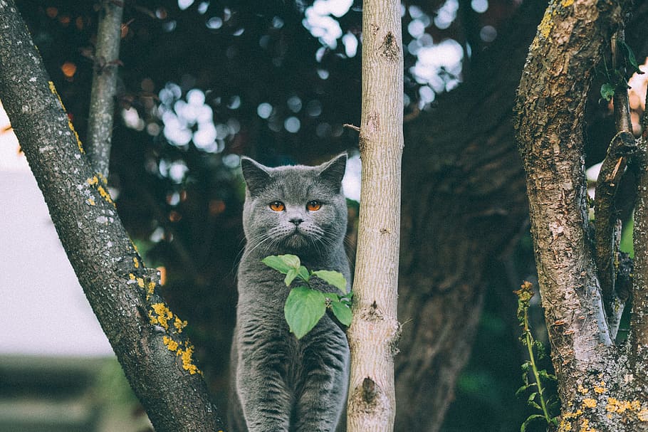 adult British shorthair standing between trees, gray cat on top of tree, HD wallpaper