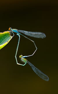 insect, dragonfly, nature, animal, mating, love, natural, wildlife HD wallpaper