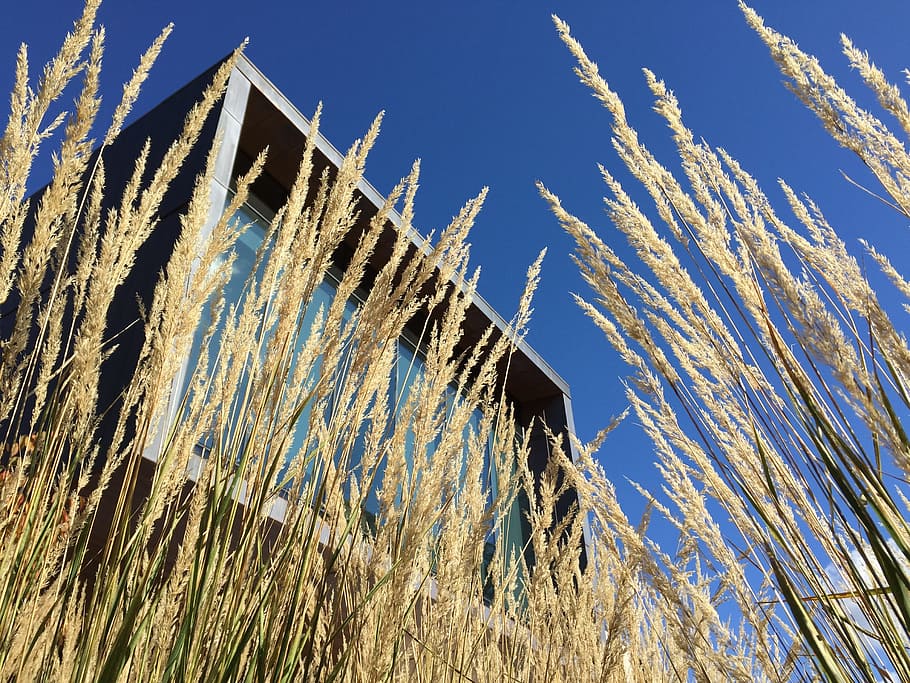 building, reed, panorama, window, house, grass, exterior, vegetation HD wallpaper