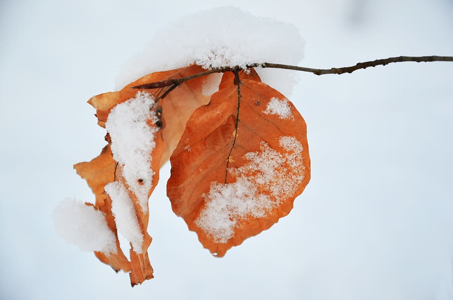 leaf, season, nature, plants, environment, tree, color, orange HD wallpaper