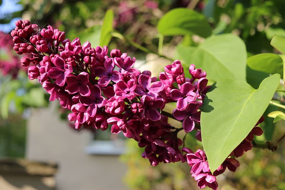 lilac, macro, blossom, bloom, close, purple, flower, plant HD wallpaper